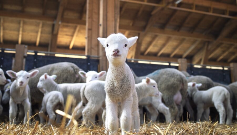 Вспышки пастереллеза в Сибири: что происходит со скотом и как это может повлиять на рынок мяса
