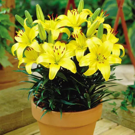 Фото Яндекс Картинки