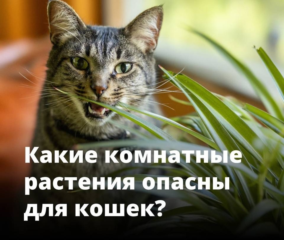 Фото Яндекс Картинки