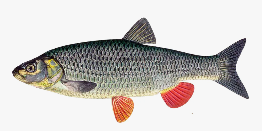 Голавль: Царь речных перекатов и любимец рыболовов