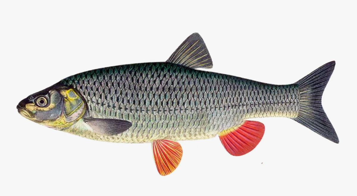 (фото из открытых источников)