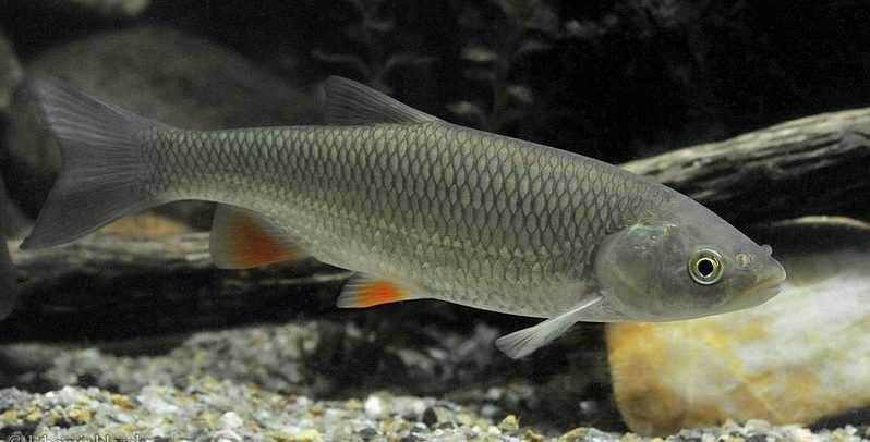 (фото из открытых источников)