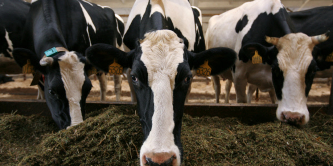 В Новосибирской области начали изымать скот из-за смертельной болезни