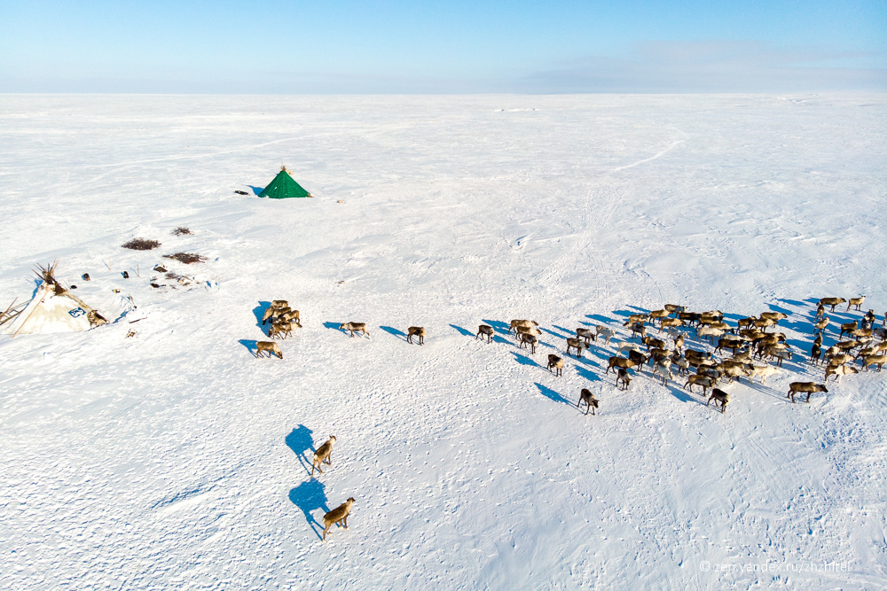 Стойбище оленеводов