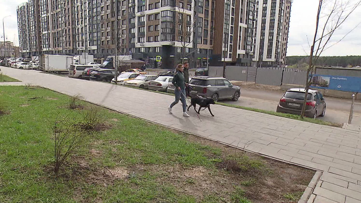    Вести-Москва. Собаки-поводыри