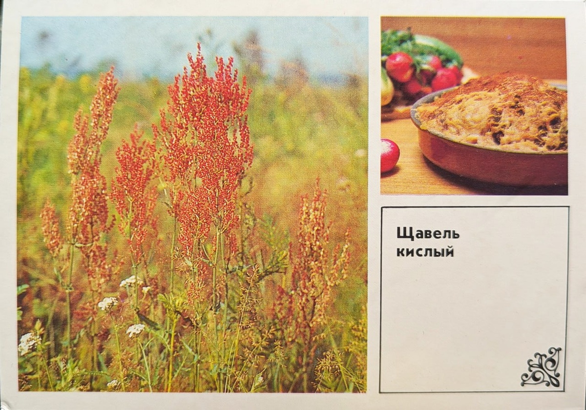 Запеканка из Щавеля кислого