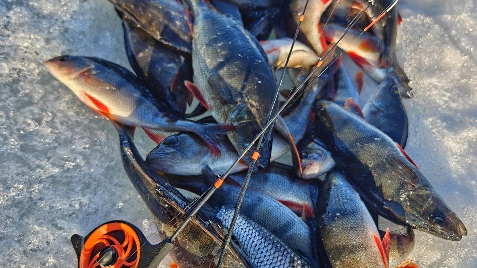 Удочки для "безмотылки"