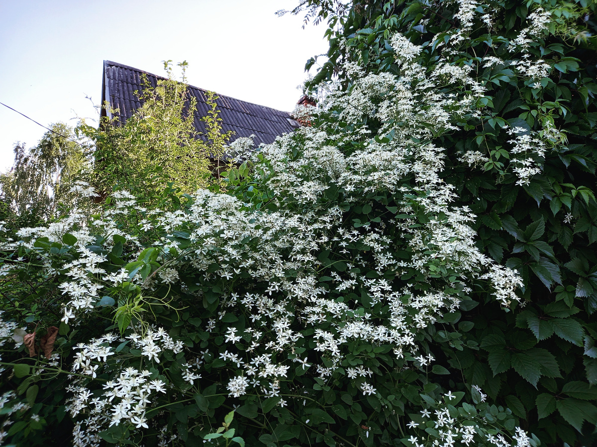Такой у меня есть клематис. Жгучий. Ароматное облако. Ты его ни разу не застала, он к середине июля уже отцветает