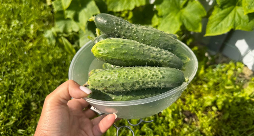    Первый городской канал Калининград