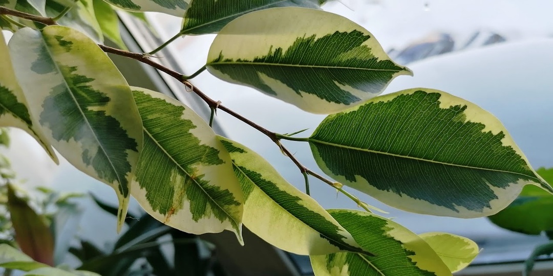 Как подружиться с фикусом бенджамина: гайд для тех, у кого он есть