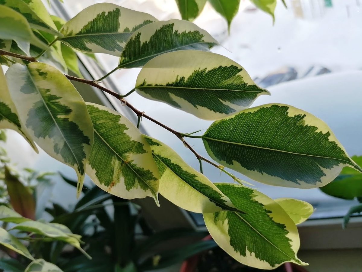 Очень красивые листья у одного из двух моих фикусов. Фото автора