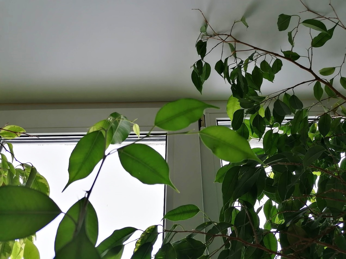 Мои фикусы сейчас доросли до верха окна. Надеюсь, мы всё-таки сможем перевезти их в дом на Алтае, вот там им будет раздолье: и места много, и солнечно. Фото автора