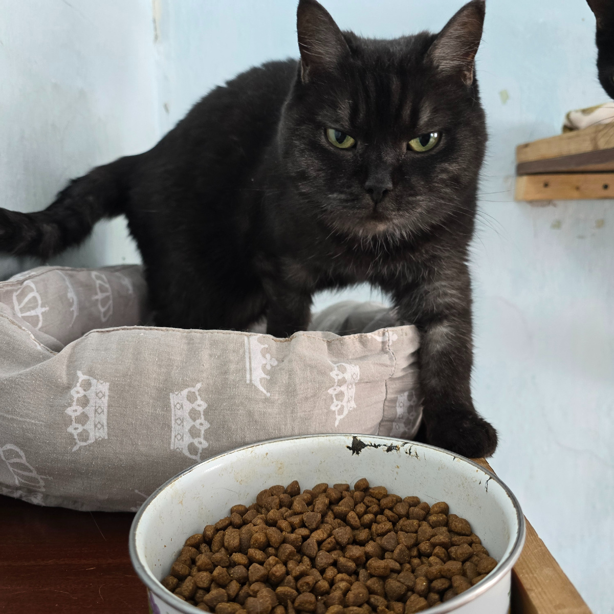 царица возле  миски сухариков