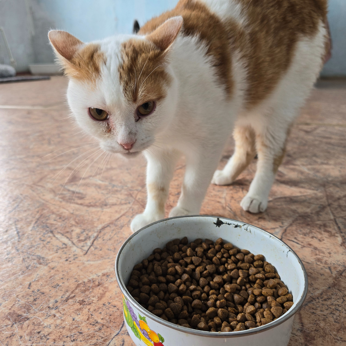 рыжий философ созерцает завтрак