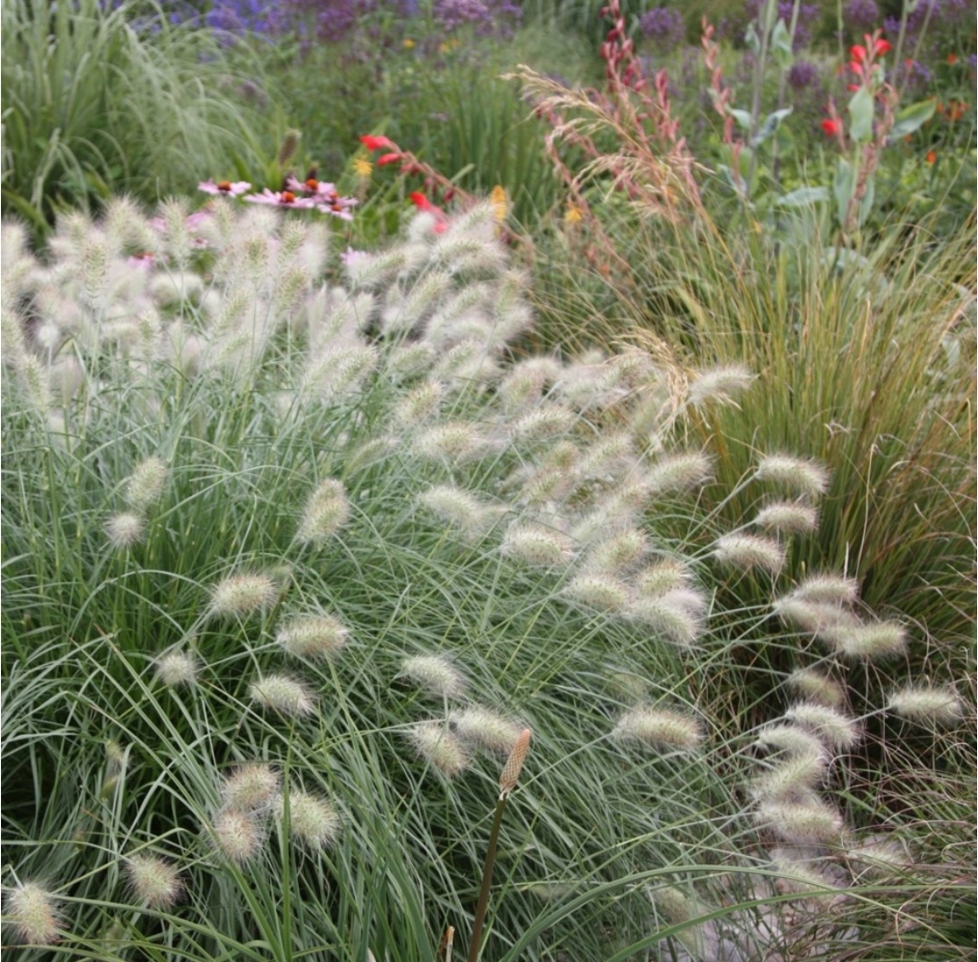 Пениссетум лисохвостный. Картинка из www.Pinterest