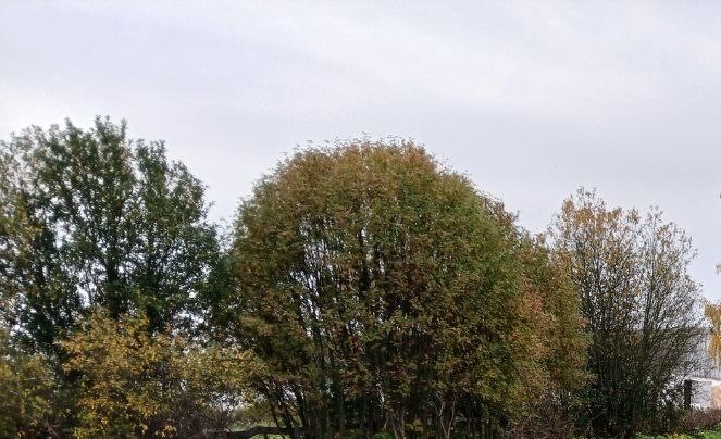 Деревья около участка