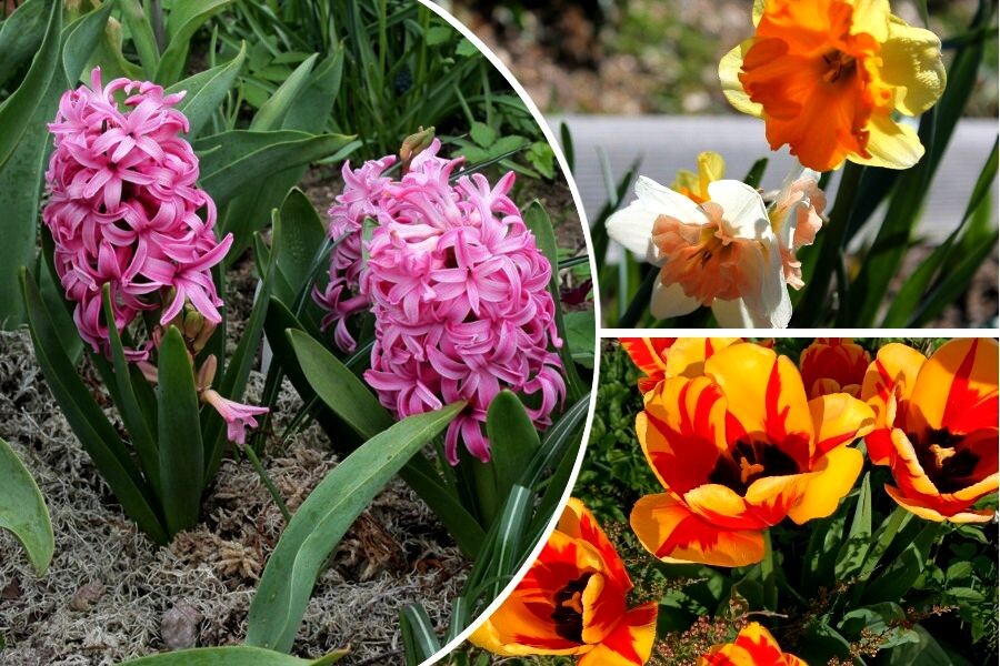 Мои крупнолуковичные цветы, коллаж из фото автора.