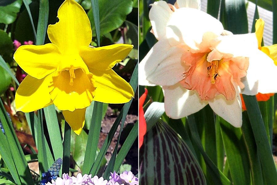 Нарциссы, фото автора.