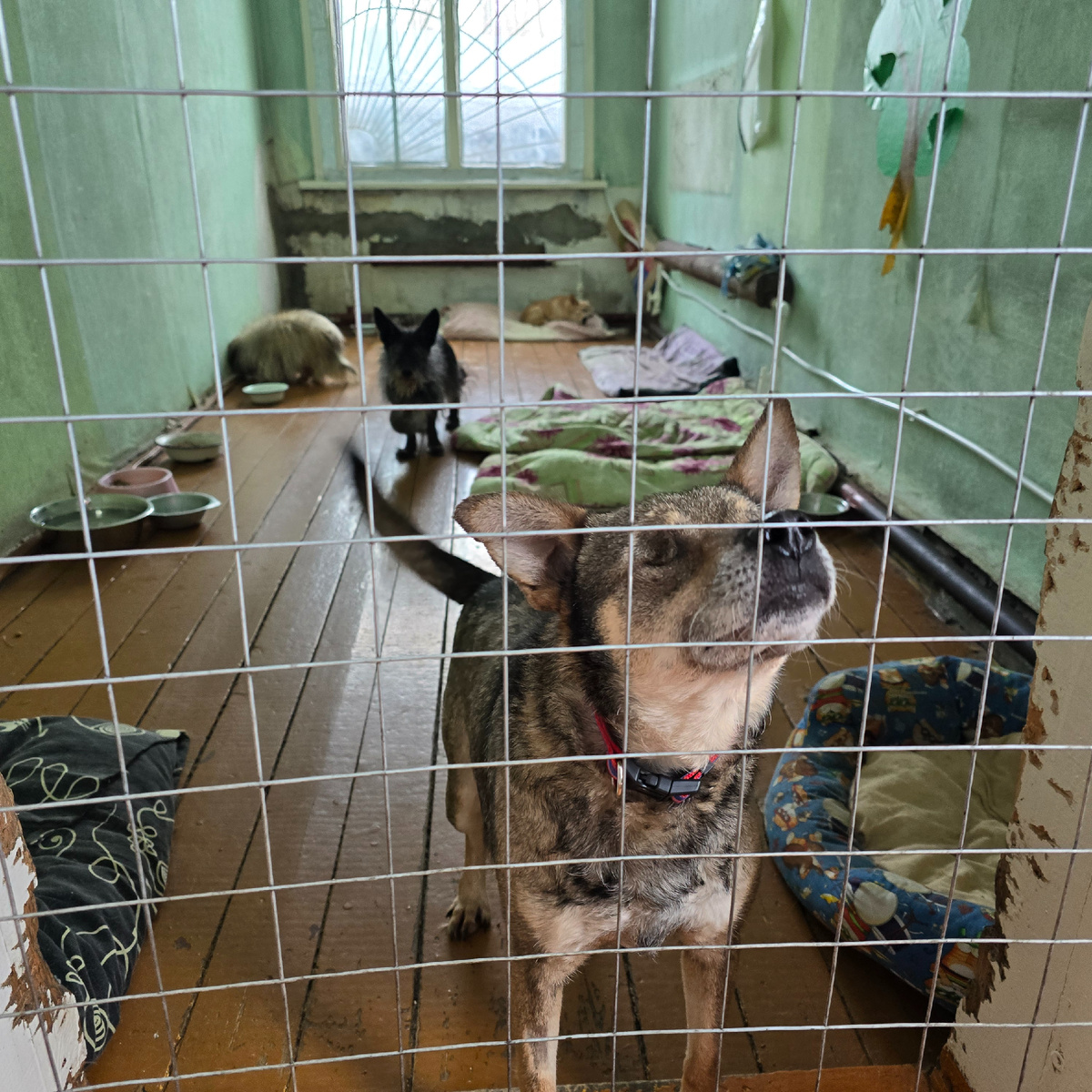 Глаза за решеткой просят свободы