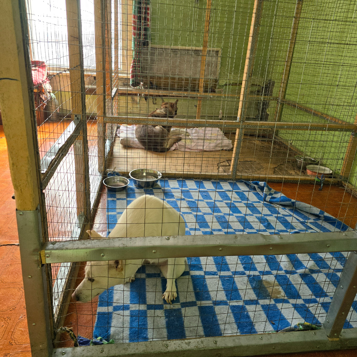 Тесные клетки крадут последнюю надежду