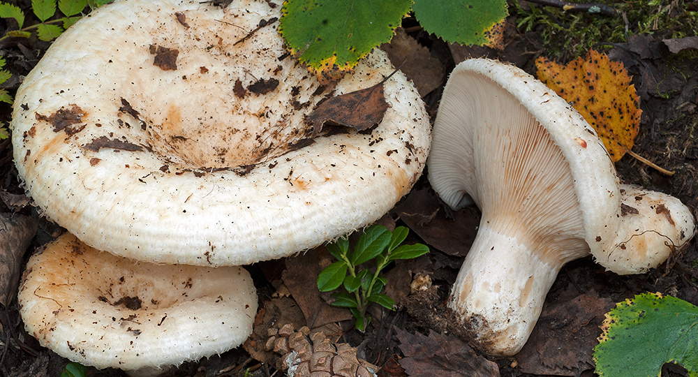 Груздь водянистозоновый (Lactarius aquizonatus)