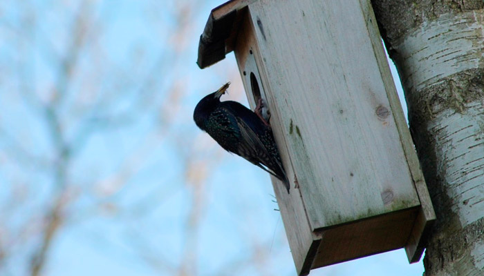 9 марта отмечается первое и второе обретение честной главы Иоанна Предтечи. В эту пору на Руси встречали перелетных птиц. Фото: pxhere.com
