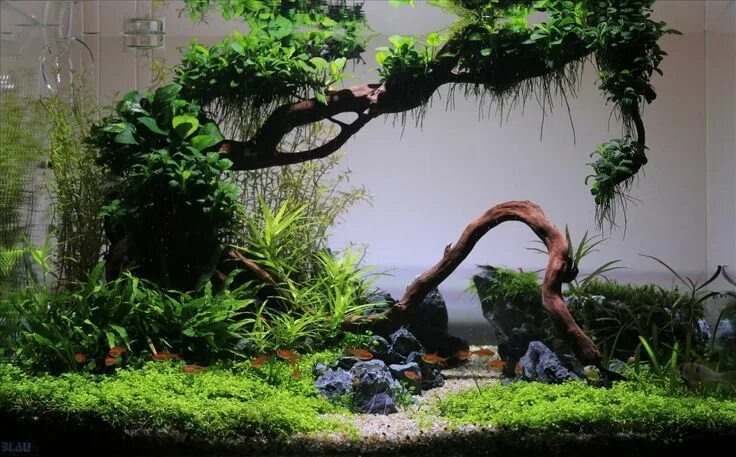 Природа в миниатюре: каждый изгиб этой коряги — новая история подводного мира