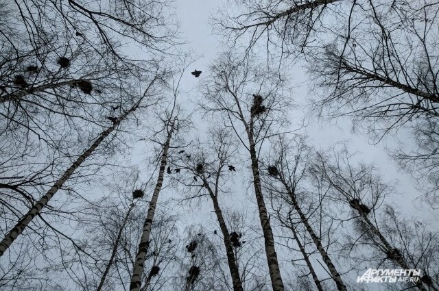    Согласно приметам, птицы начинают вить гнёзда 9 марта. Фото: «АиФ-Нижний Новгород»/ Анна СИНГОСИНА