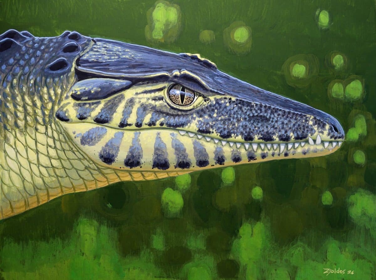    Художественная реконструкция крокодила Doratodon carcharidens / © Márton Zsoldos, phys.org