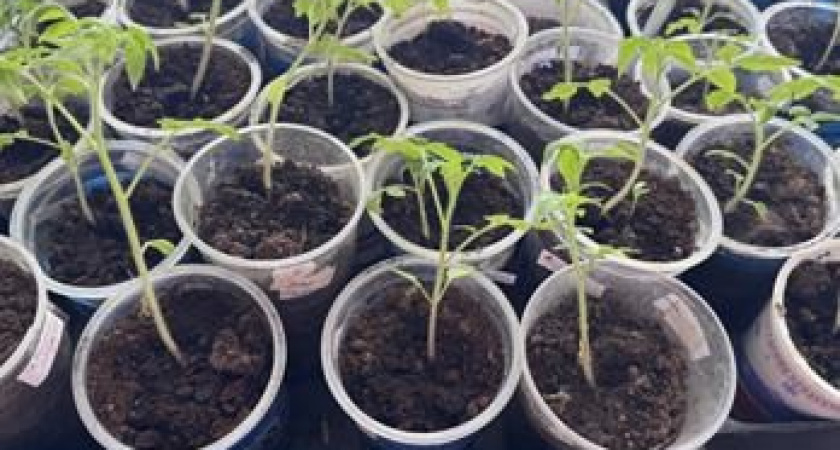    фото smilekaluga.ru