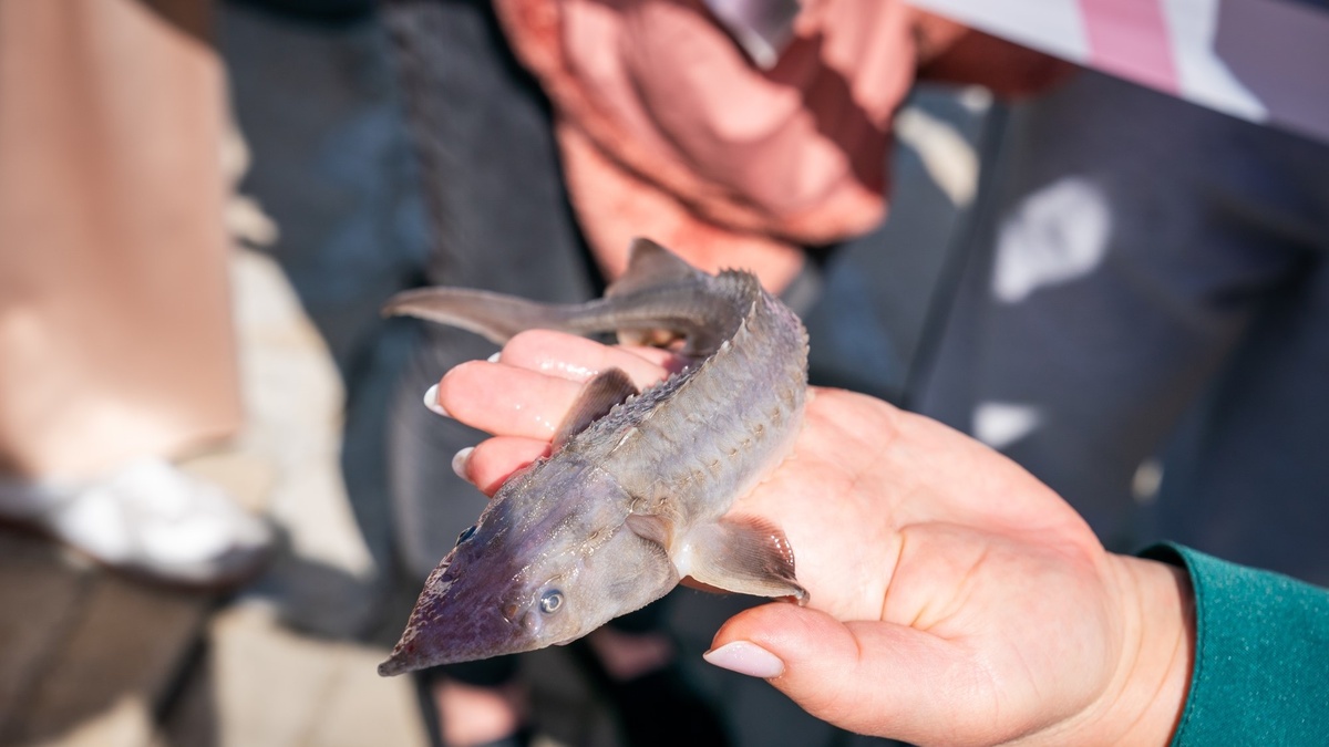   Югра лидирует среди регионов Урала по сохранению рыбы