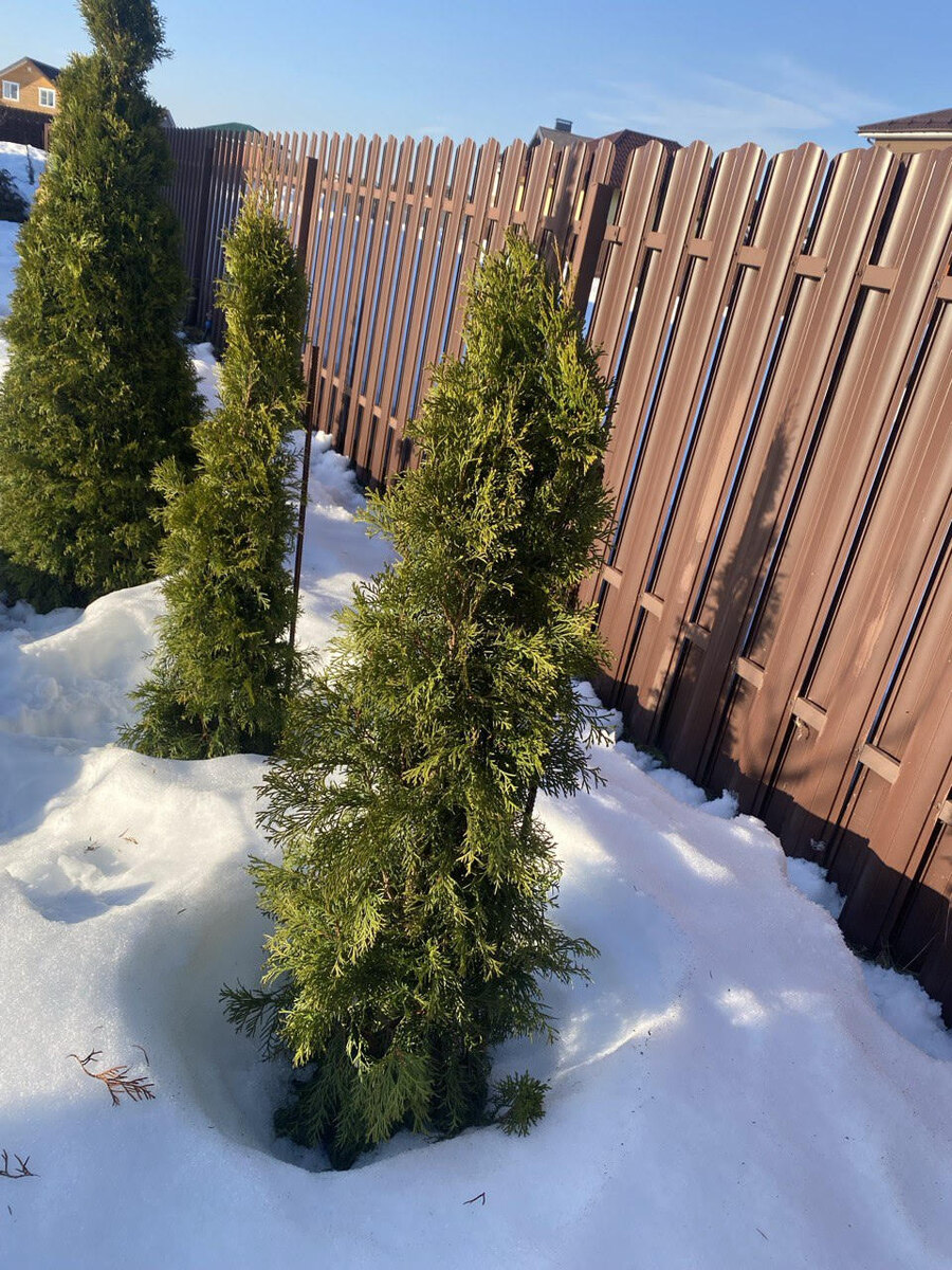 Туи "Смарагд"