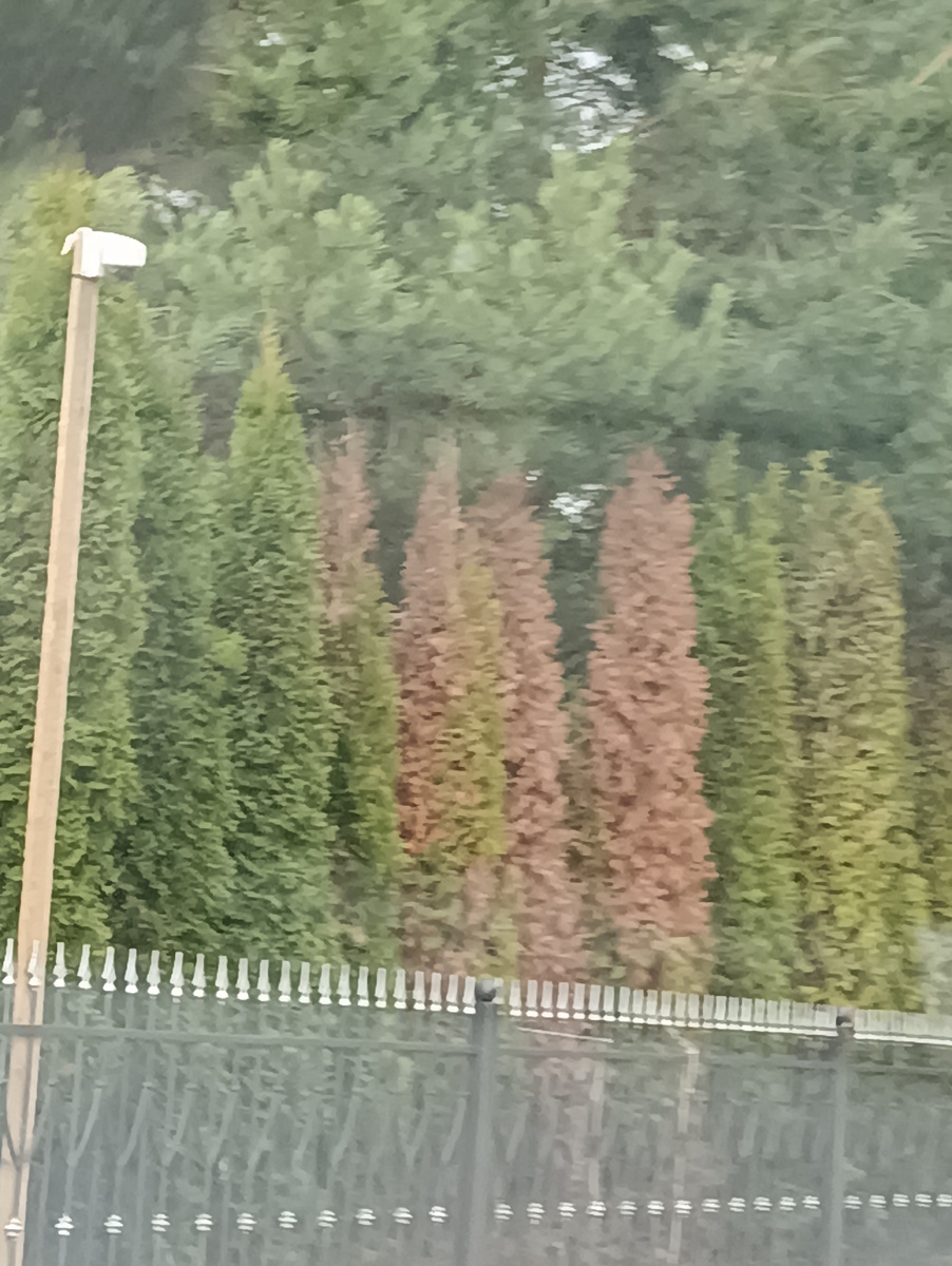 Обгоревшие от солнца туи Смарагд. 