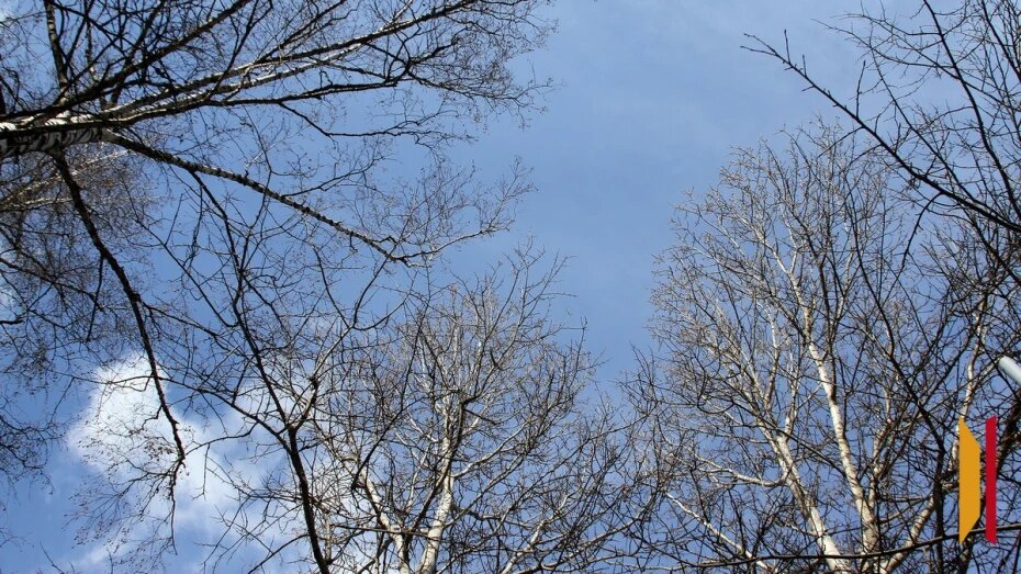 В Воронежской области 10 марта потеплеет до +11 градусов