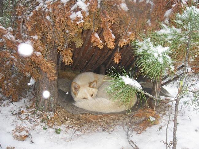 Фотографии Татьяны Немшановой разных лет. Осень таёжная, таёжная жизнь специфична и не только. Осенний лес Крайнего Севера Западной Сибири ХМАО Югра, лес северный таёжный. Лайка Западной Сибири ХМАО Югра Вайта.
