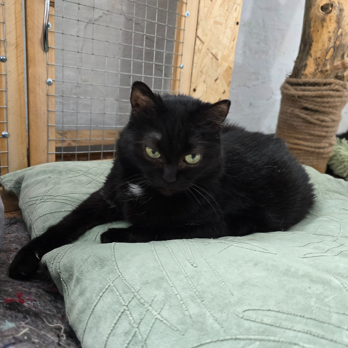 зеленые глаза полны тихой грусти