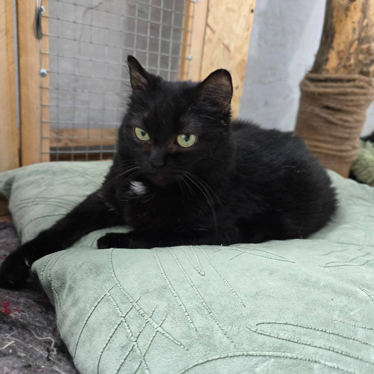 молчаливая красота среди приютских стен