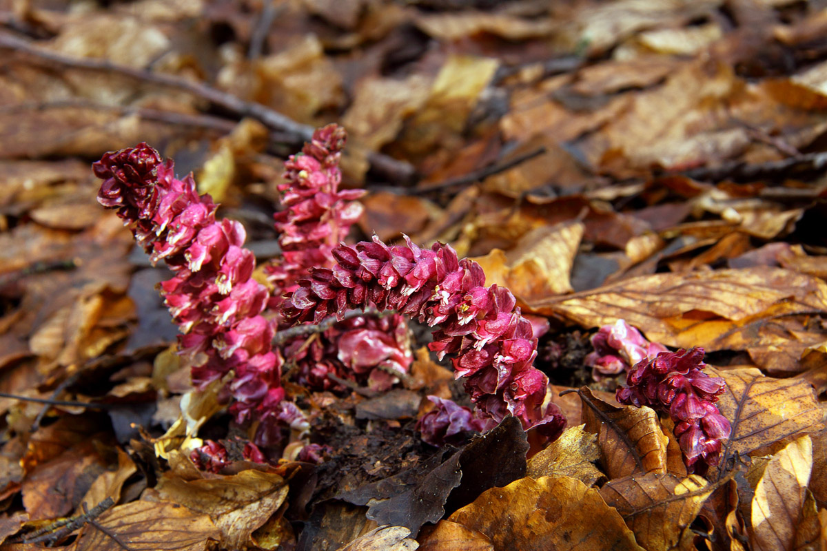Петров крест