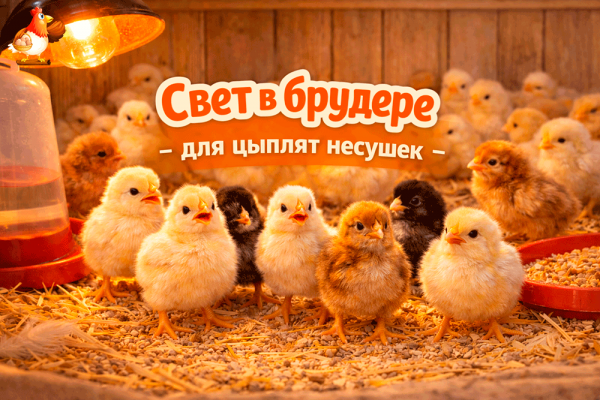 Свет в брудере по дням для цыплят несушек разных пород 💡🐥 расписание, яркость, “ночник”, ошибки и как вырастить спокойных будущих королев
