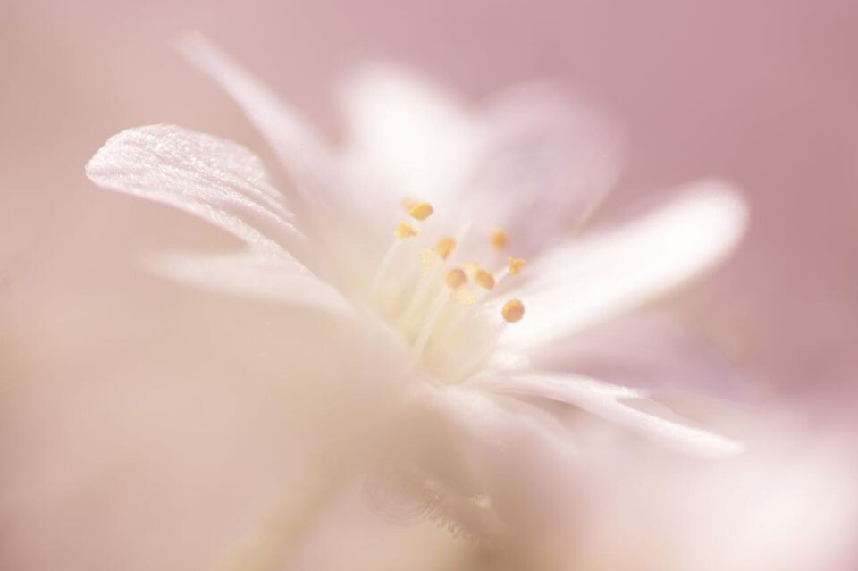    Цветы Сайлюгемского нацпарка. Источник: Сайлюгемский нацпарк