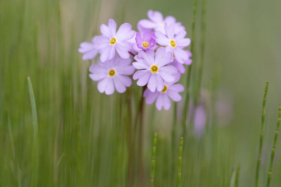    Цветы Сайлюгемского нацпарка. Источник: Сайлюгемский нацпарк
