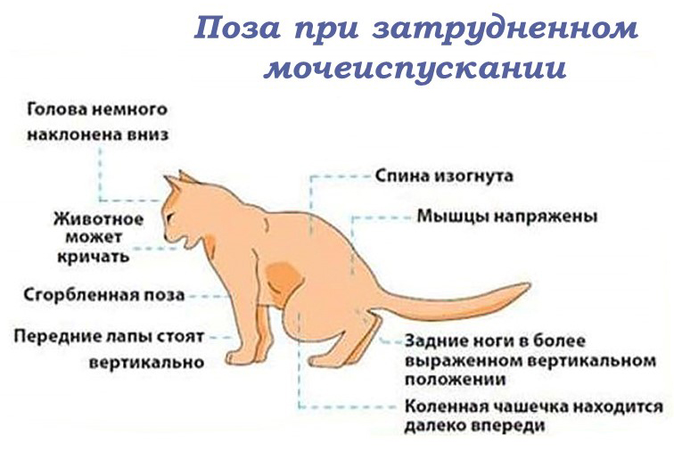МКБ у кошек. Изображение - Яндекс Картинки