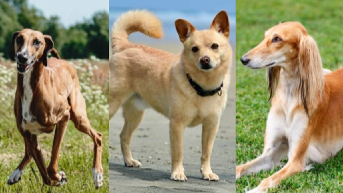 Азавак, Салюки, Норвежский бухунд