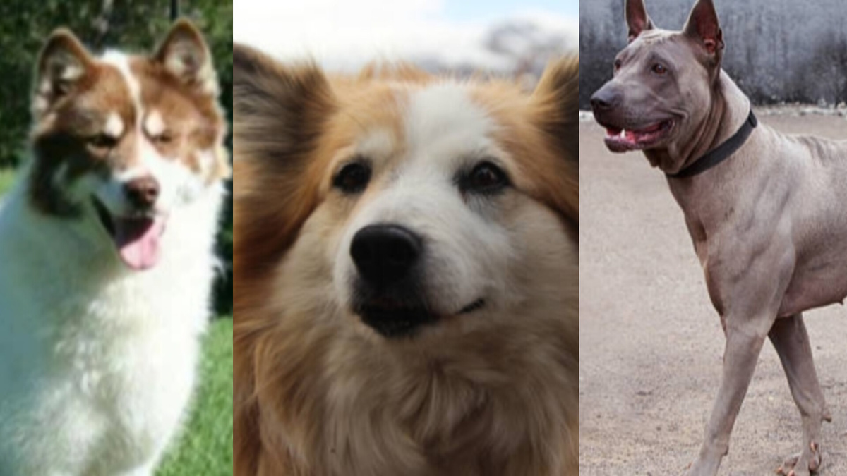 Исландская овчарка, Канадский эскимосский иннуит, Тайский риджбек