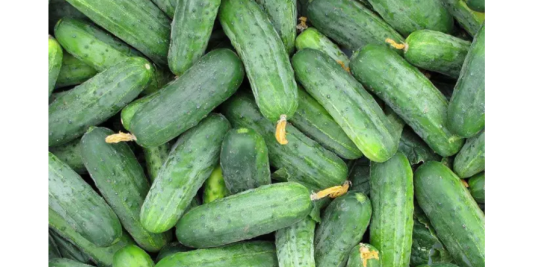 Самые урожайные огурцы для теплицы и грядки: Амур, Кибрия, Гектор, Северин и другие 🥒