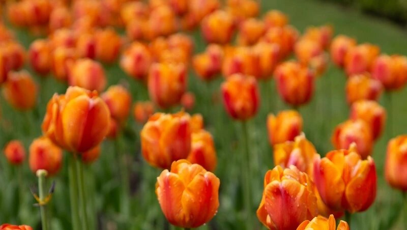      Фото: Валерия Алтухова / / ИА «Победа26»