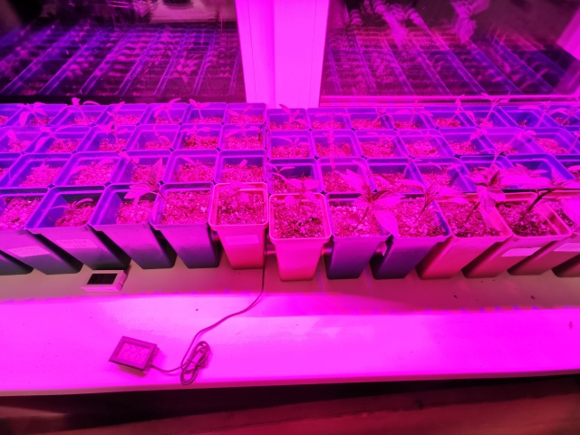 Если фитолампа мешает жить: гениально простой способ избавиться от едкого света. И рассаде на пользу!