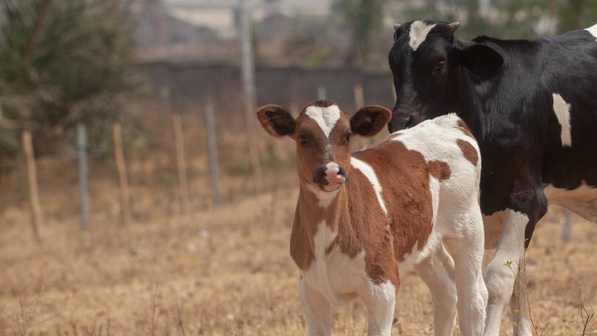    Фото несет иллюстративный характер