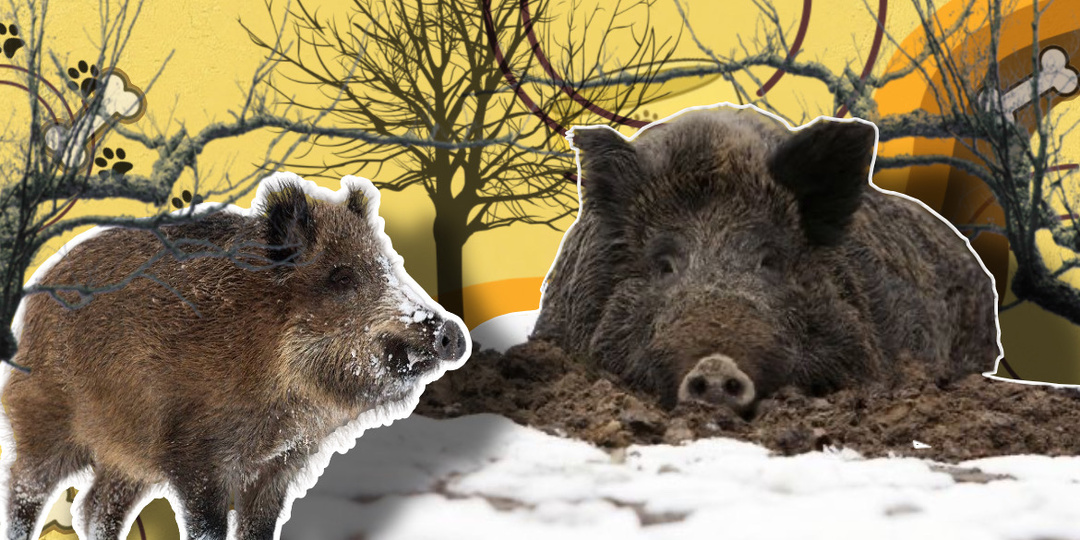 Он пашет снег, ищет, борется и выживает: 10 фактов о зимовке кабанов, которые вас удивят