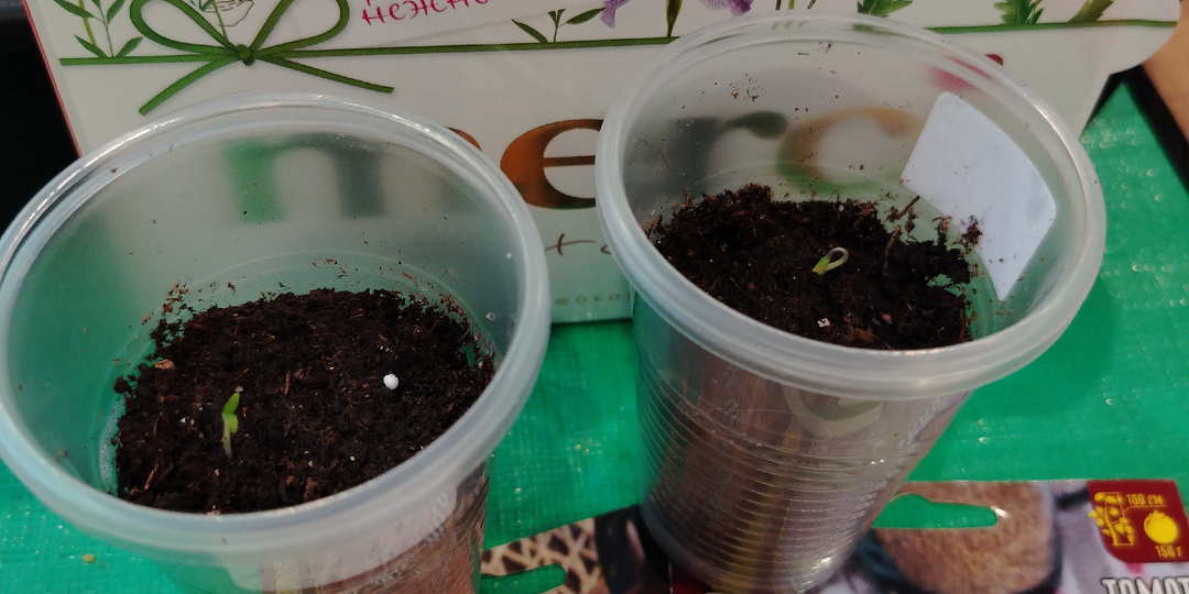 Томаты гномы взошли на 8 марта👌, что дальше